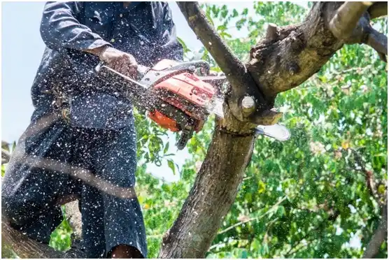 tree services Wyocena